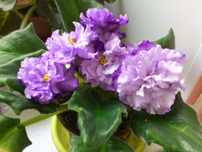 ��-��������� ��������