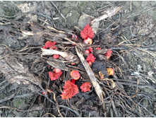 ��� �����������