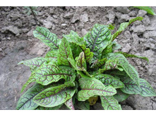 ����������� ������ �������� ����