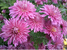 ����������� �����