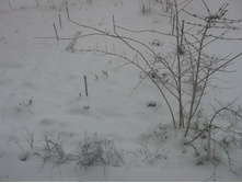 21 ������ 2017����