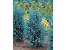 ����������� ������� ����� ��� (�9).jpeg