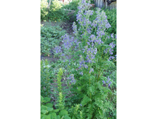 ������ �������