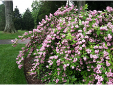 ������ �������