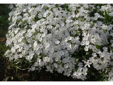 ����� ���������� �����