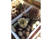 ���������� Carminae