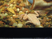 ���������� ������� �����������, ����� ��������� ����� ���������