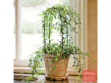 ���������� ��������� �����- ������ ������������ ..