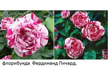 882806 roza-ferdinand-richard.jpg