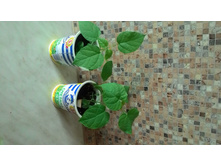 ������ 2017 ���� ������ ��������