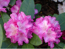 ����������� ������������ ��������.jpg