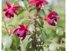 ������ Huet's Karts