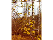 IMG 20170422 150241.jpg