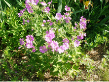 ������ ������ Kashmir Pink - 130�