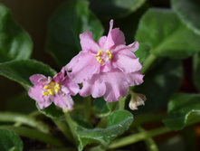 ��-�������� ������