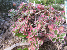 ������ ''��������''