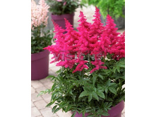 ��� ���� *