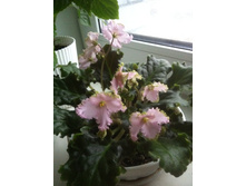 ������ ancient lace