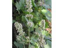 ������� ��������