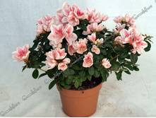 ������ ����� ���� ( Azalea Mdm Kint)