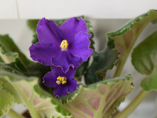 Buckeye Celebration (P. Hancock)