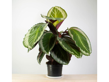 ������� ������ �����- 550 ���.