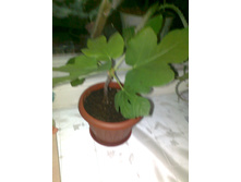 ����� (������� ������), 500� ( � ��������� ���������, ������ �� ��������� ������� �� 750�)