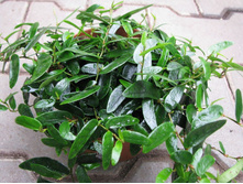 ����� ���� ( ficus punctata "anouk") - 450 ���.