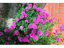 ���������� ��������� ���������