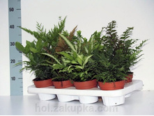 ���������� ���� - 300- 350 ���.