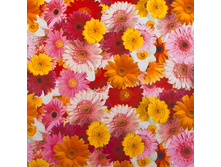 1602 ���. - ������� �������� ��� �� �������� ������ "�������", 1,25�25�, ���.170/7