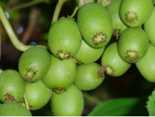 ��������� ������������ (�������), 2-�����, 120���..jpg