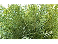 ����������� ������� ���� ���� (�9).jpg