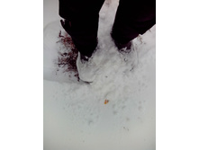 IMG 20170420 115623.jpg