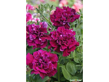 ������� ���� ������ ��������, ����� 3��