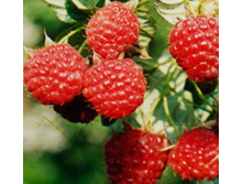 ������ �������+17�