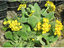 ������� ������� ������