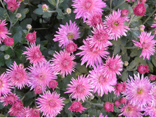 ����������� �����