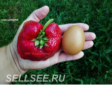 ��������� ������, 50���..jpg