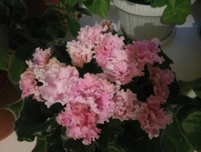 IMG 20170408 192214.jpg