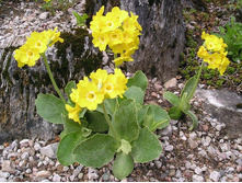 ������� ������� ������