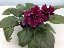 ������: �������� ������� , ��������� ����� �� 30�