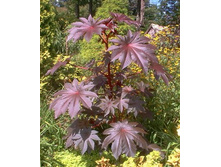 ��������� ������� 3�� �� 50 ���