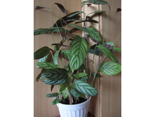 ���� 001.jpg