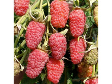 ������ ������� �������, 120���..jpg