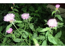 ������ �������������