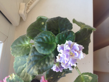 ������� ����� 50�