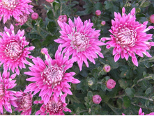 ��������� ���������� " ������ "