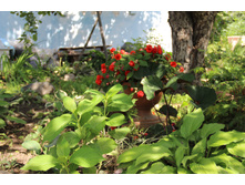 ��������� ��������.