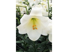 26,17���. ����� ���������(�������� ���� �� 3 ��., ����������� ����� 1��.).jpg